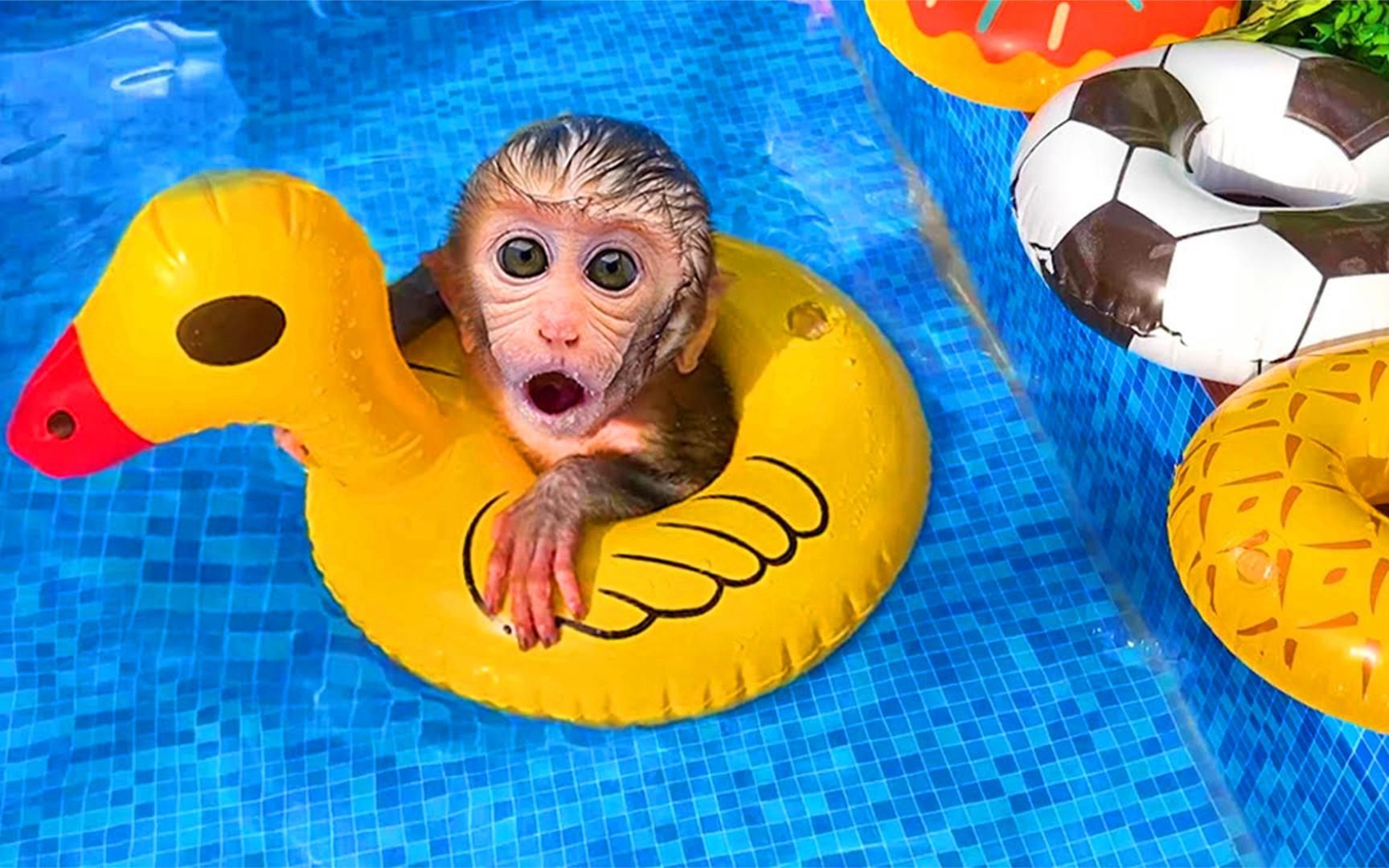 小猴子来学习游泳了,它是想当运动健将吗?