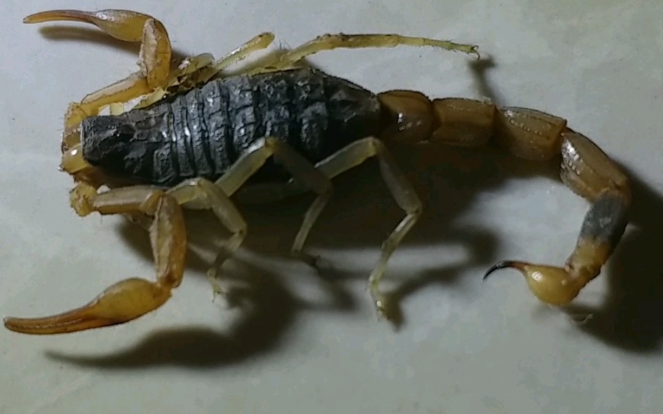 被蝎子蜇了,说说什么感受,比马蜂毒性强,你被蝎子蜇过吗