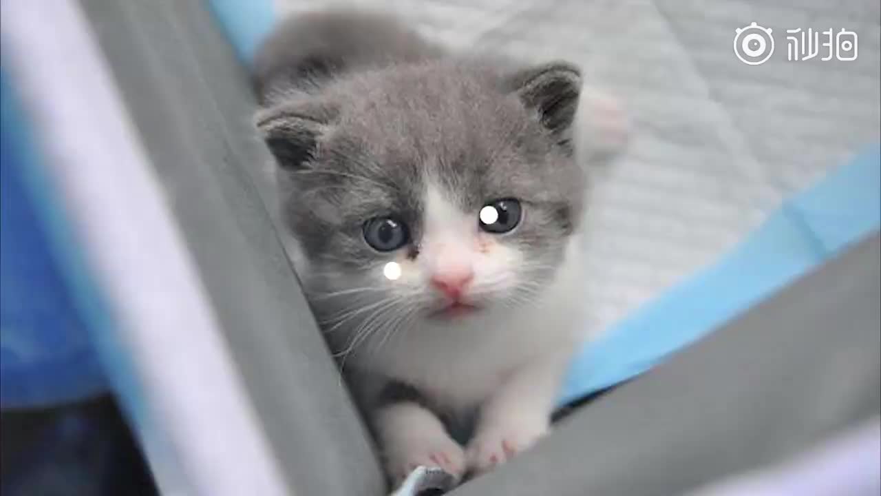 我国首只克隆猫诞生取名大蒜萌翻了哎