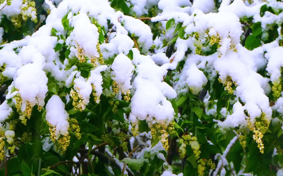 [图]视频素材 ▏k381 4k画质震撼唯美仙境3D场景冬天冬季雪景雪松小河流水雪花飘落白雪皑皑童话世界圣诞节圣诞树快乐欢乐元旦新年春晚大屏幕舞台LED背景视频素材