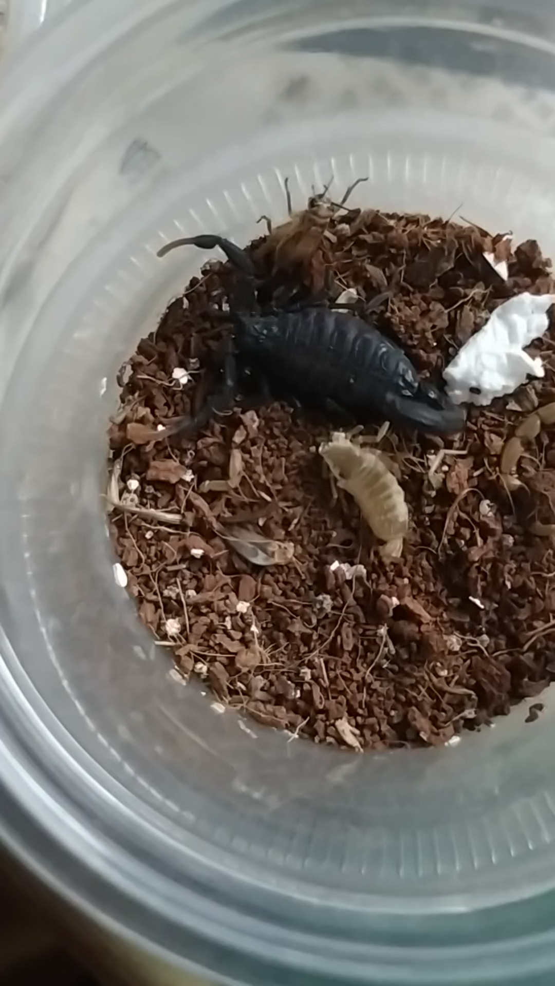 摩洛哥绒毛黑鳄背蝎