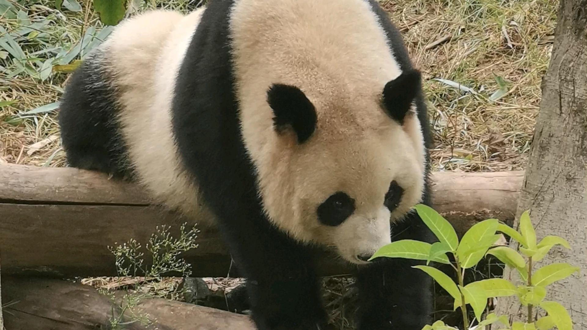 猜猜小二狗在做什么呀,感觉全身都在用力(库存)哔哩哔哩bilibili