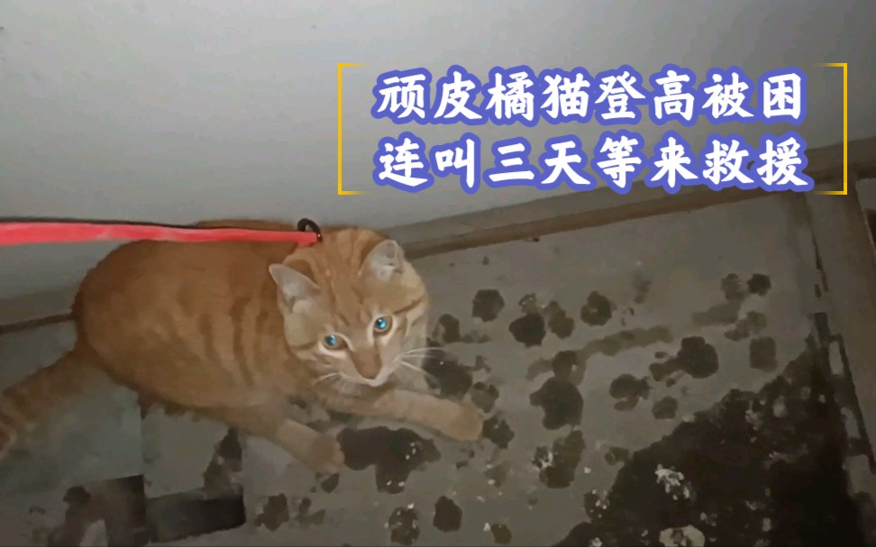 大橘猫商场外墙被困,向路人呼救三天终于迎来救援.不过它将失去它的……哔哩哔哩bilibili