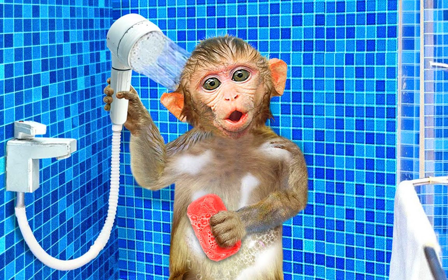 奇趣小猴子:爱干净的小猴子又来洗澡啦,拿着浴霸好享受呢!