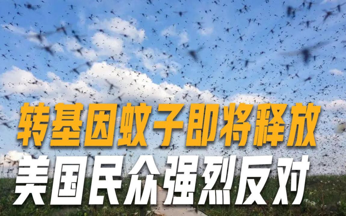 以毒攻毒?英国将在美国释放20亿只转基因蚊子,23.7万人签请愿书哔哩哔哩bilibili