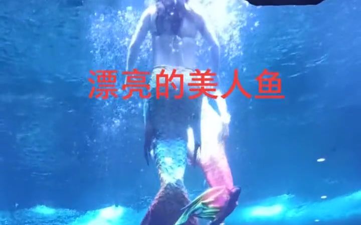 西安曲江海洋极地公园的美人鱼表演.哔哩哔哩bilibili