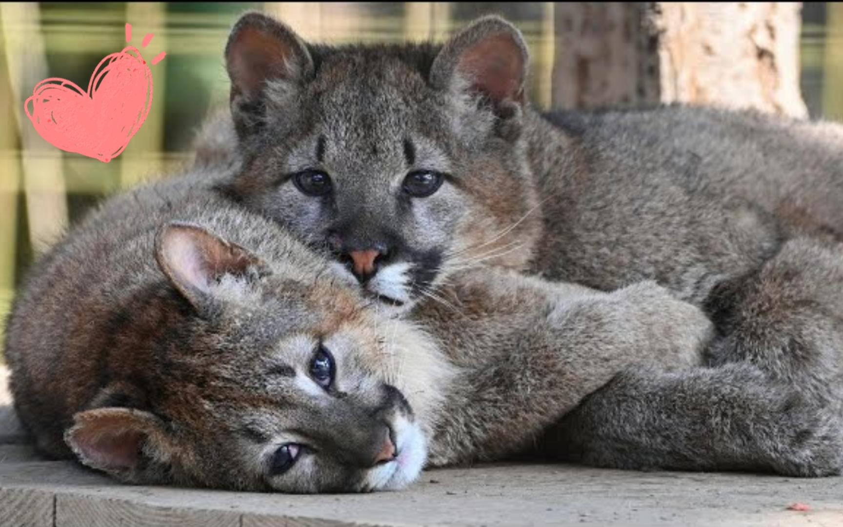 动物园两只可爱的小山狮缠在一起,谁也不让谁,最后竟然直接抱在一起