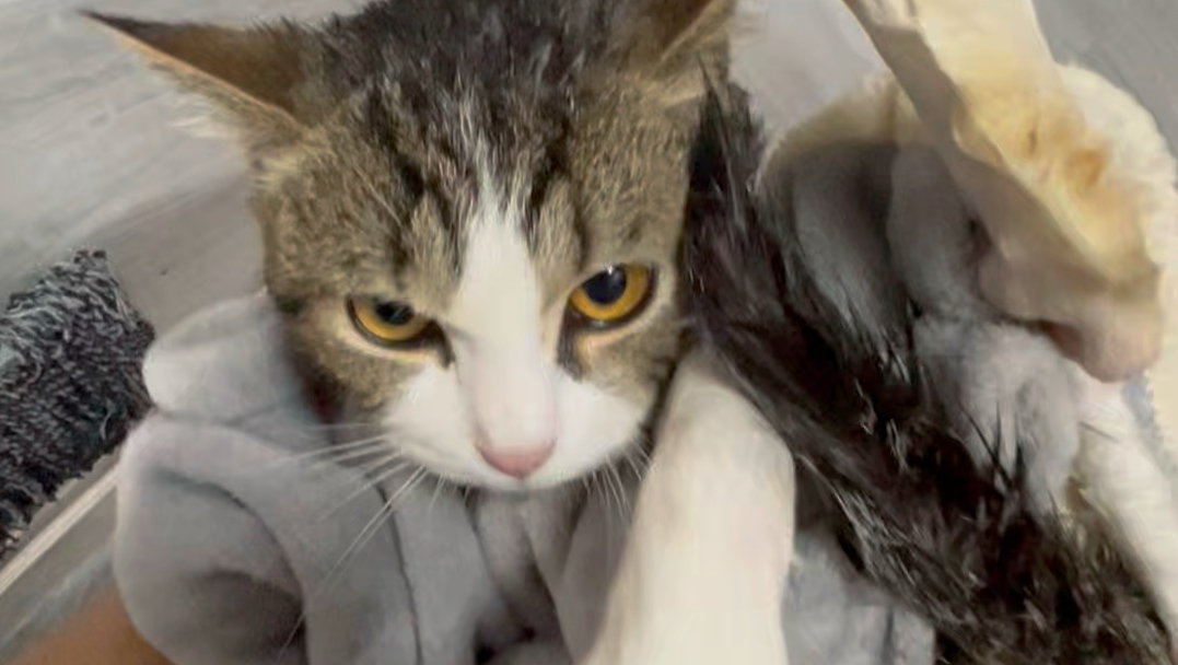 给从来没洗过澡的猫洗澡是什么体验！