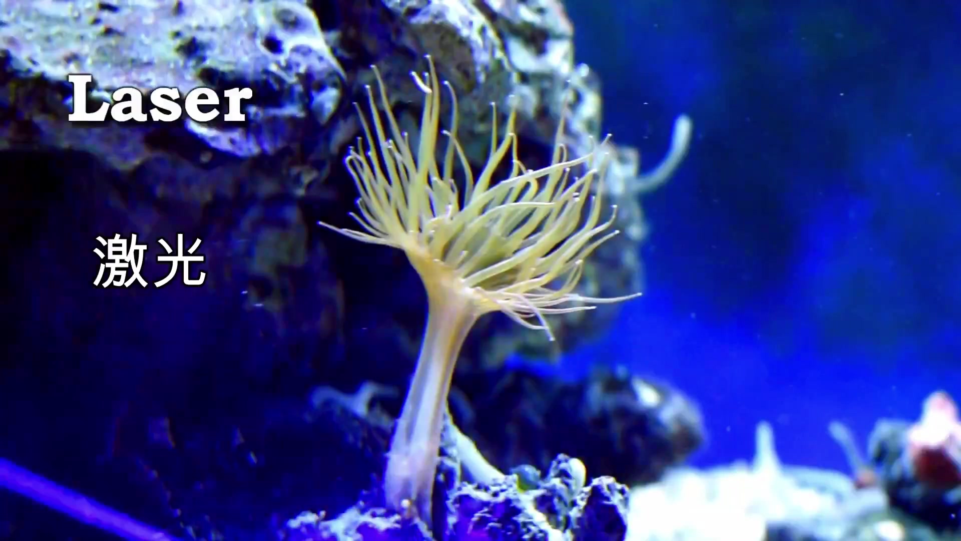 这么多消灭海缸垃圾葵的方法,还很解压!