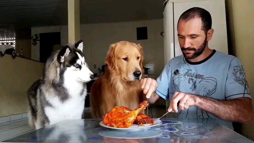 金毛和二哈面对美食的诱惑
