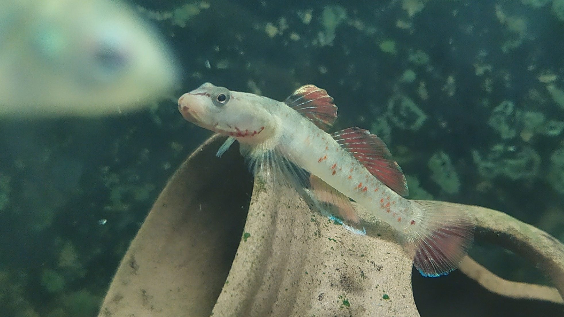 平头岭鳅努力保护来之不易的大餐_哔哩哔哩 (゜-゜)つロ 干杯~-bili