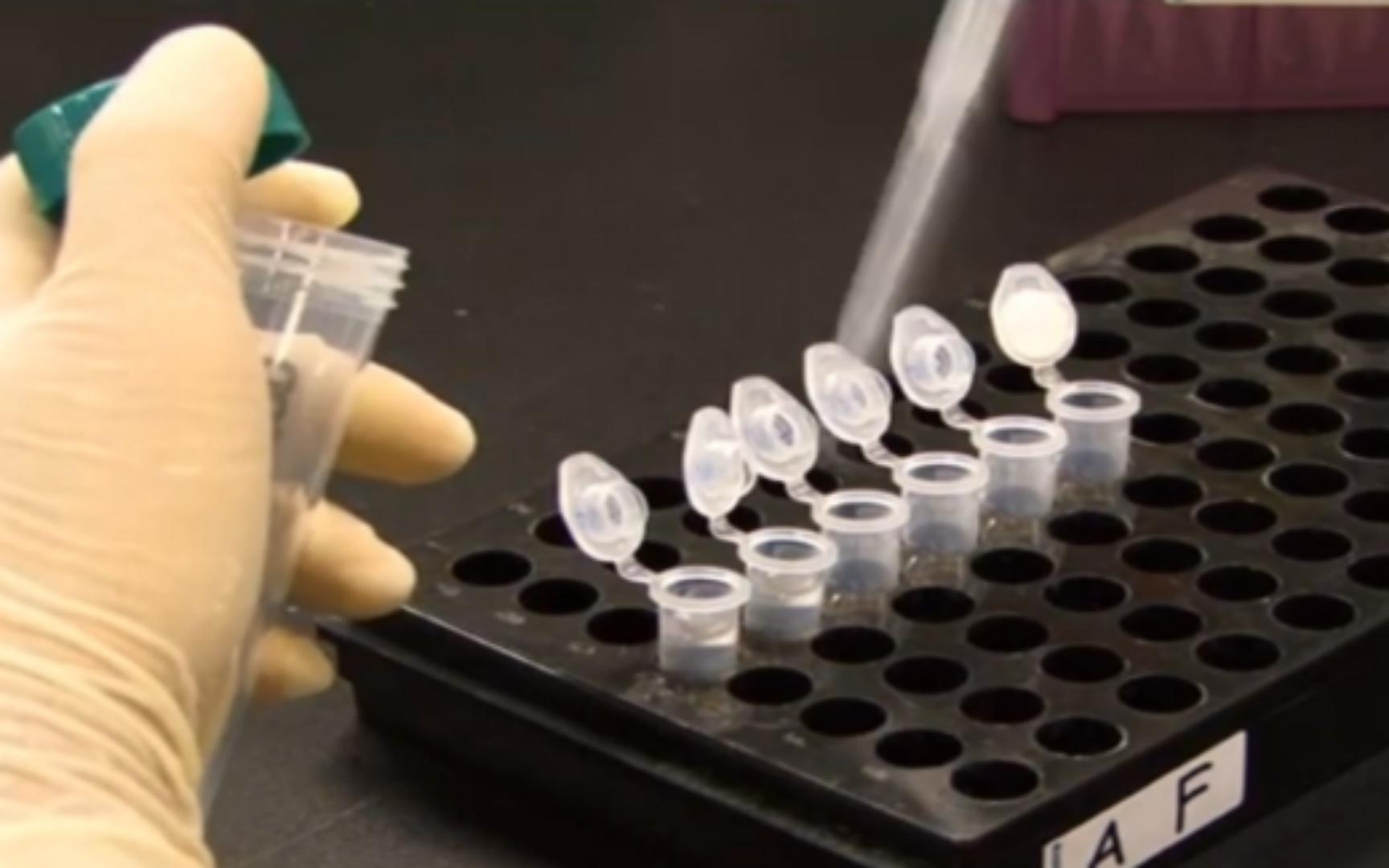 Plasmid DNA Extraction Midiprep Protocol