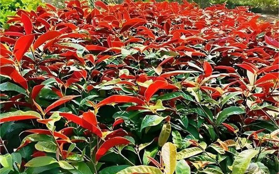 红背桂园林用途图片