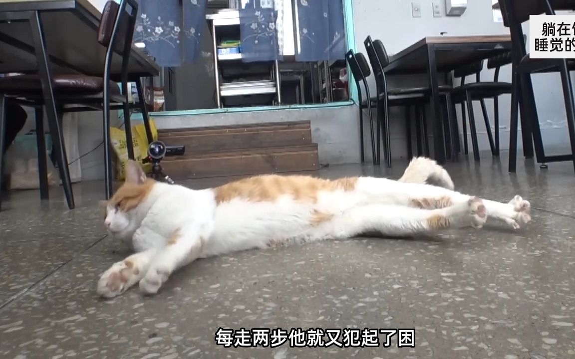 [图]一只天天跑到别人饭店睡觉的流浪猫，居然不是为了讨吃的？