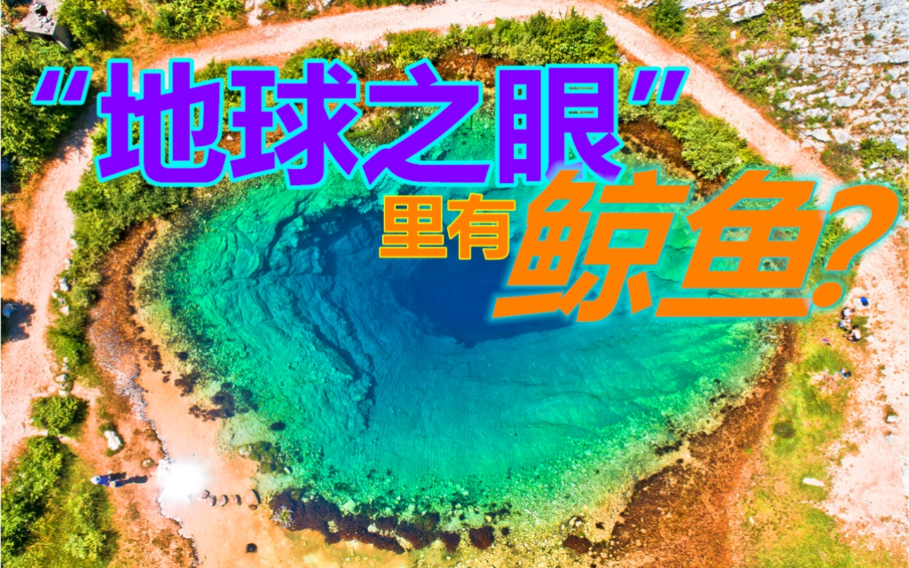 活动作品小盗龙说地球之眼里有鲸鱼