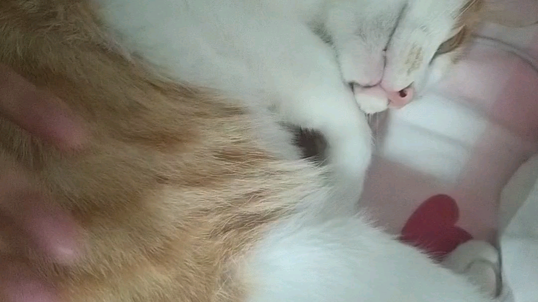 竖屏   睡觉特辑