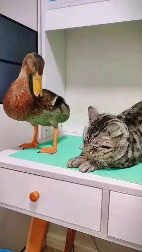 盘点那些嘴硬的小鸭子 #沙雕动物 #萌宠治愈 #搞笑动物