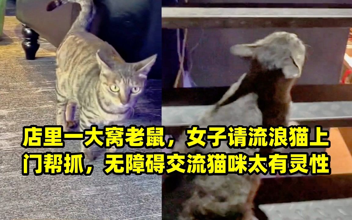 店里一大窝老鼠,女子请流浪猫上门帮抓,无障碍交流猫咪太有灵性哔哩哔哩bilibili