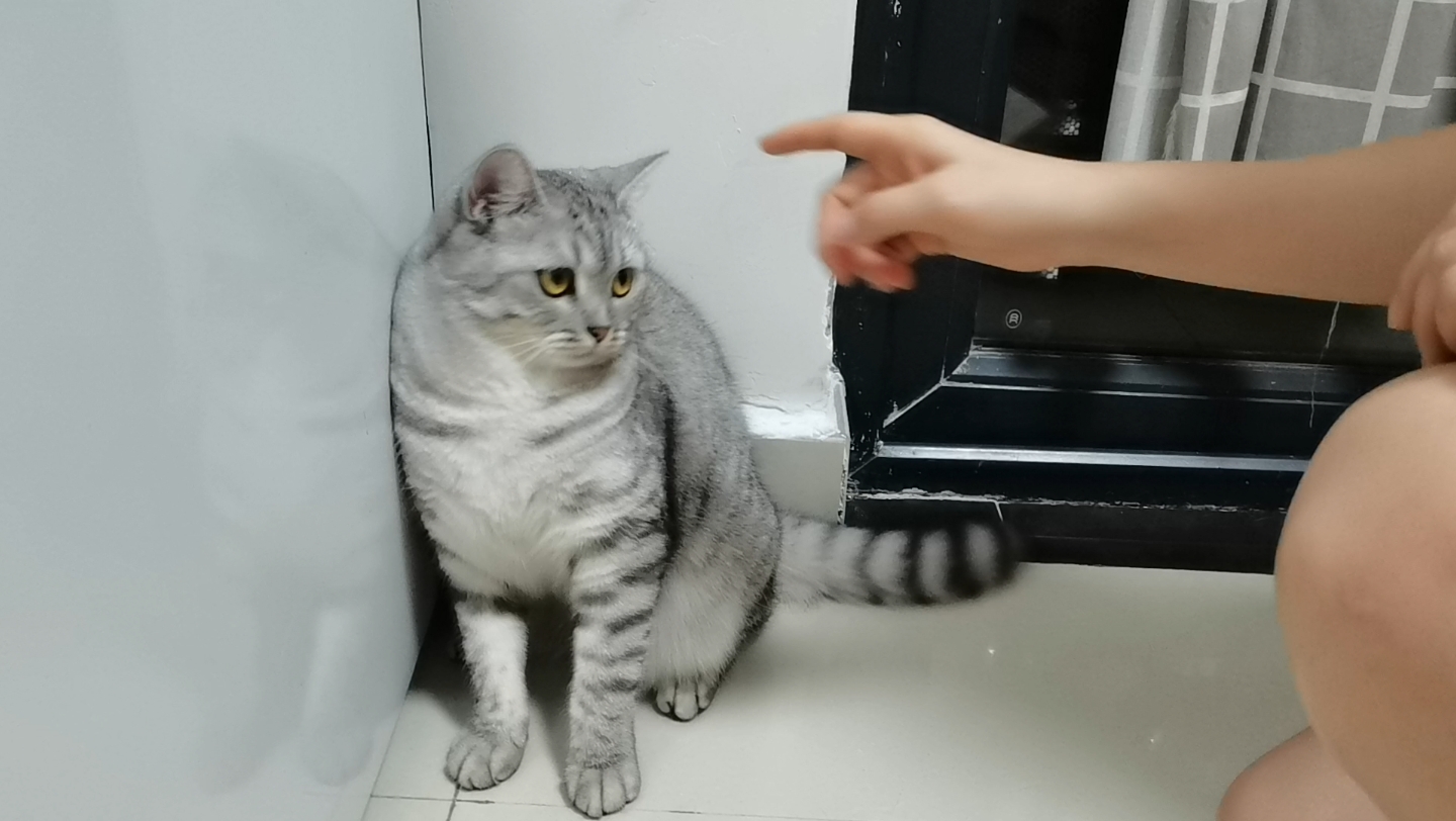 一些人猫大战_哔哩哔哩_bilibili