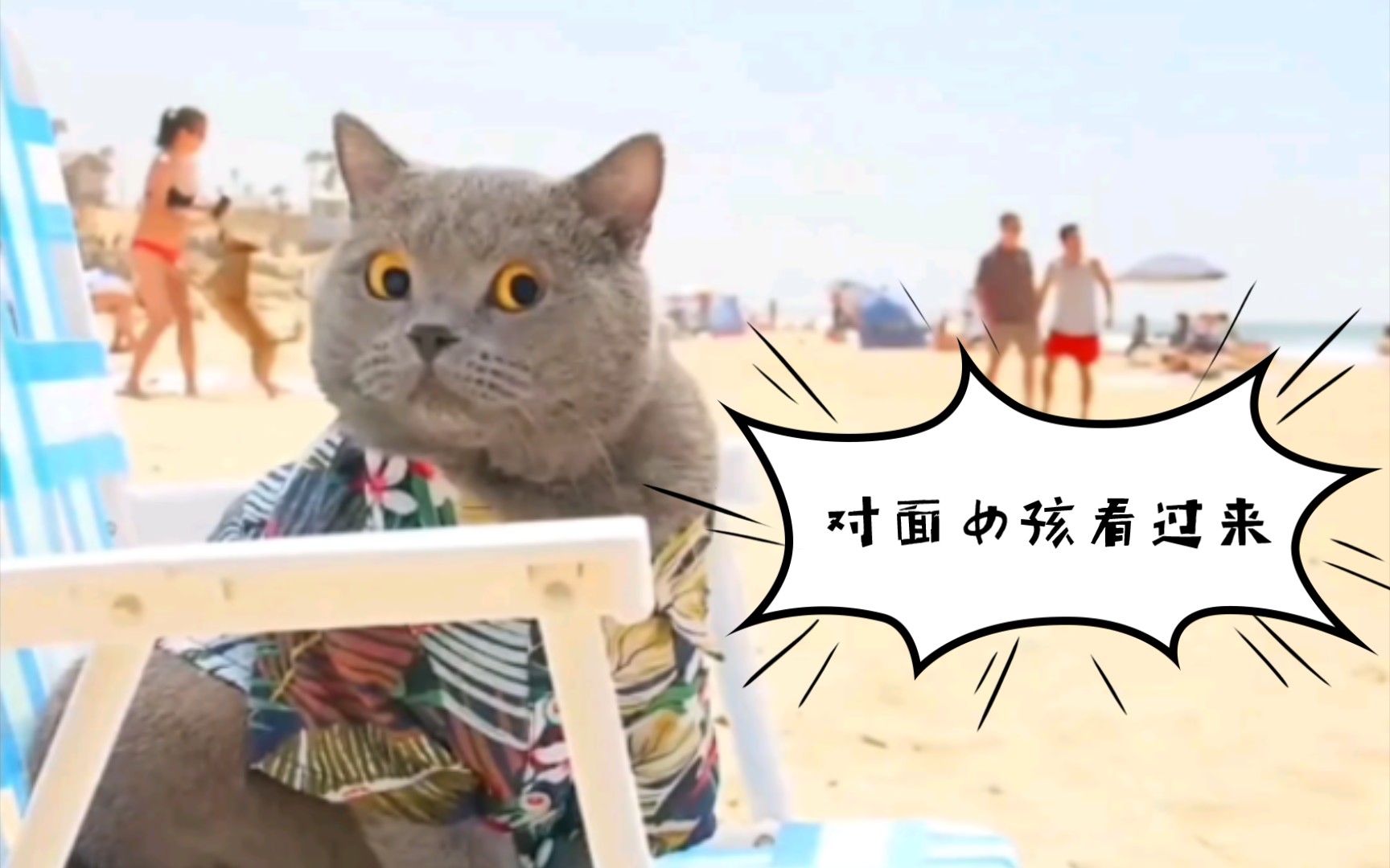 酷猫的奇幻之旅哔哩哔哩bilibili