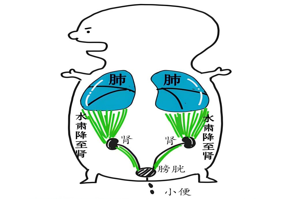 第21讲:肺主肃降哔哩哔哩bilibili