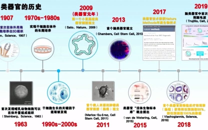 类器官在临床精准药学应用的价值哔哩哔哩bilibili