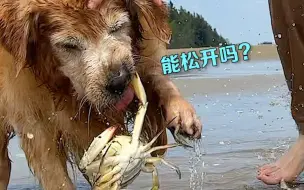 Télécharger la video: 狗狗赶海被螃蟹夹住嘴！