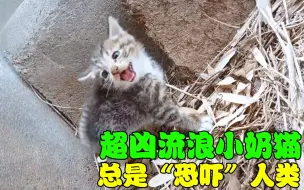 Скачать видео: 小姐姐救下流浪猫，流浪猫却不断嘶吼，小姐姐成功令它乖乖听话！