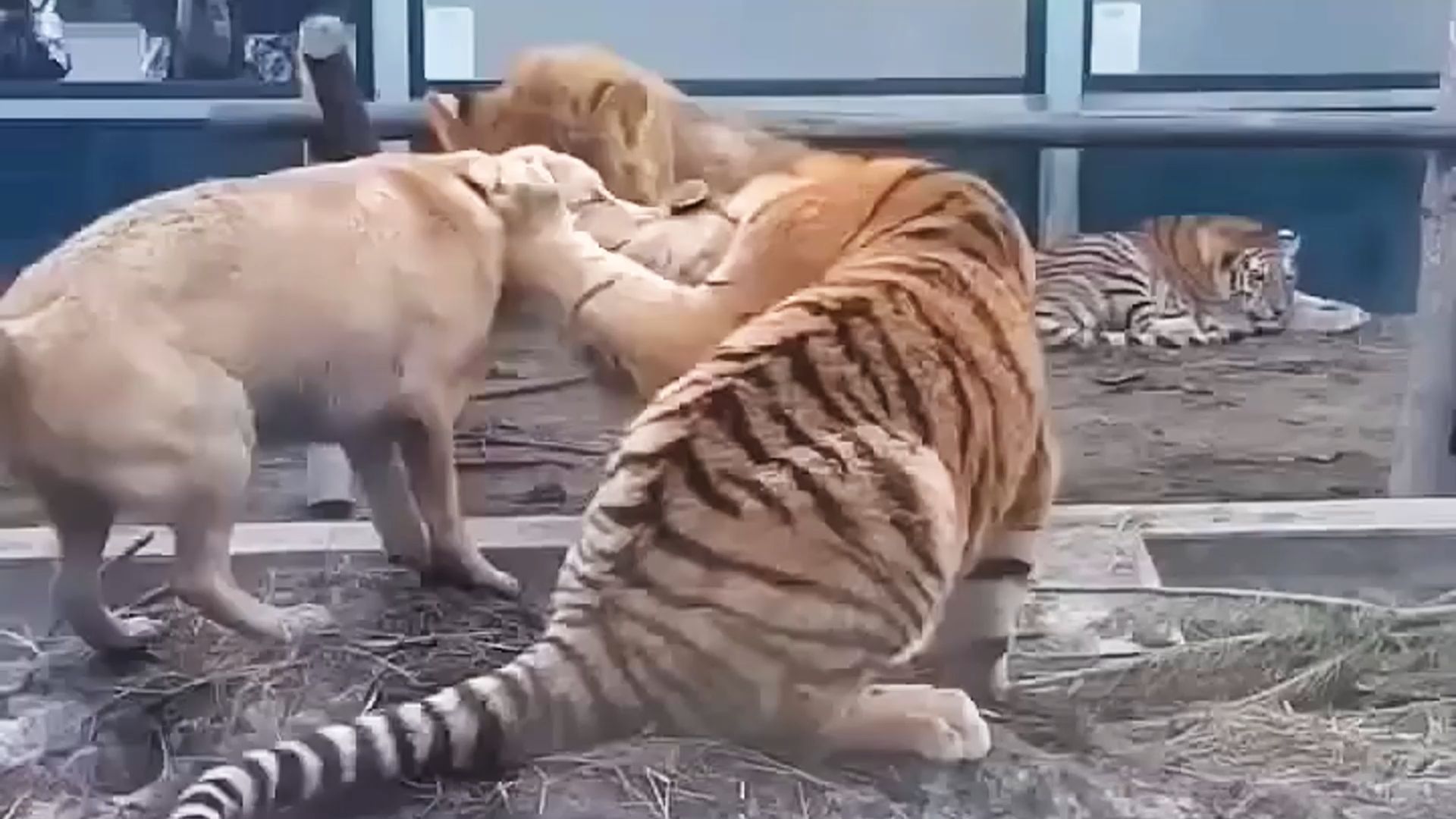 什么叫虎落平阳被犬欺,今天总算领教了