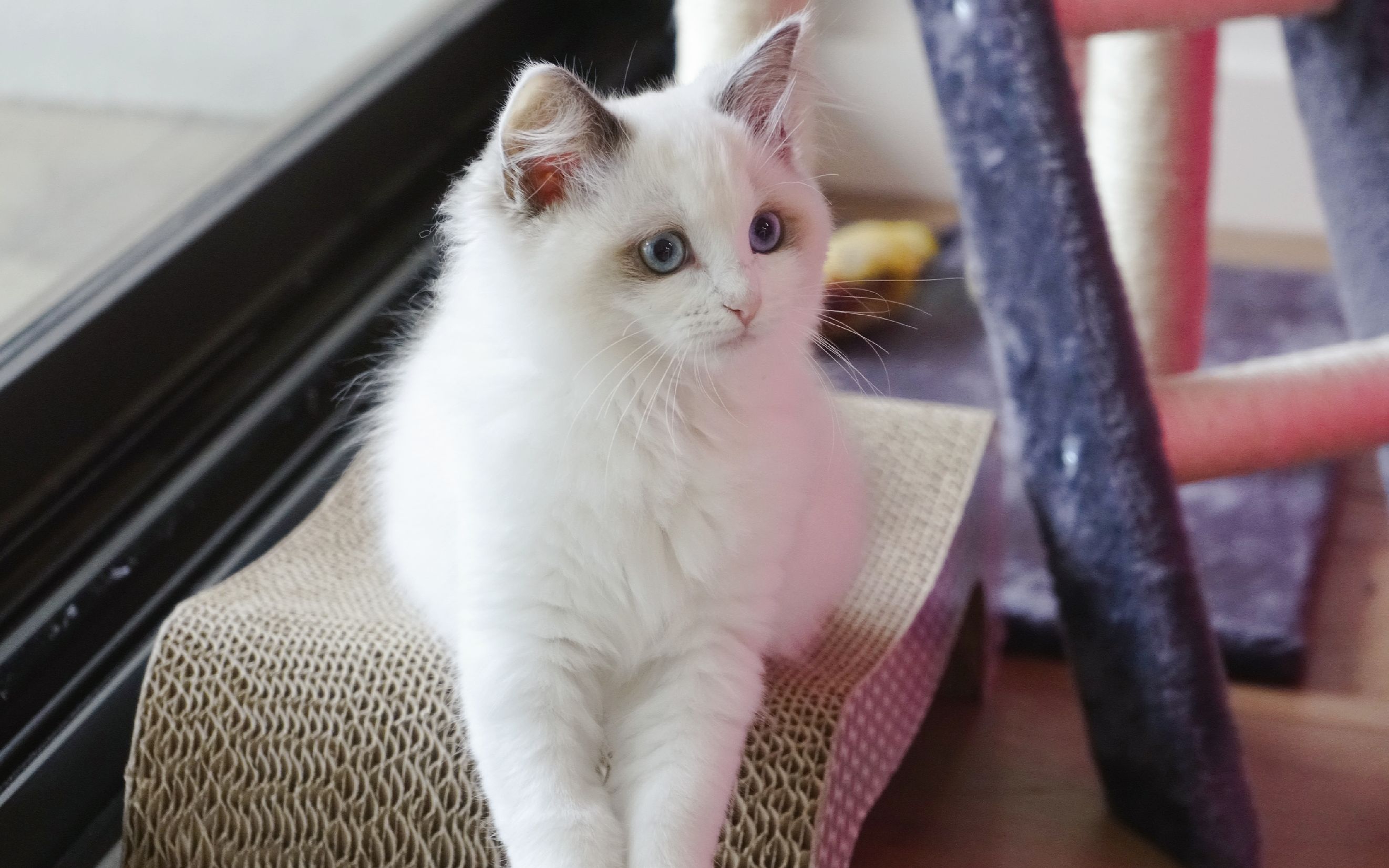 [布偶猫] 媚娘成长日志01 - 话唠又嘴馋的小妹妹