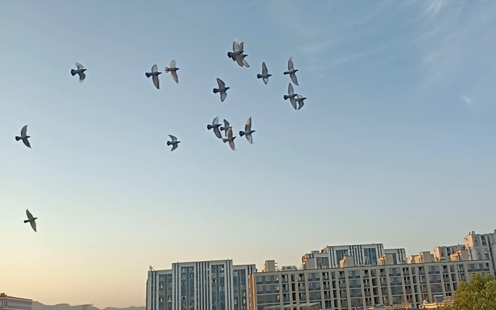 一群自由飞翔的鸽子