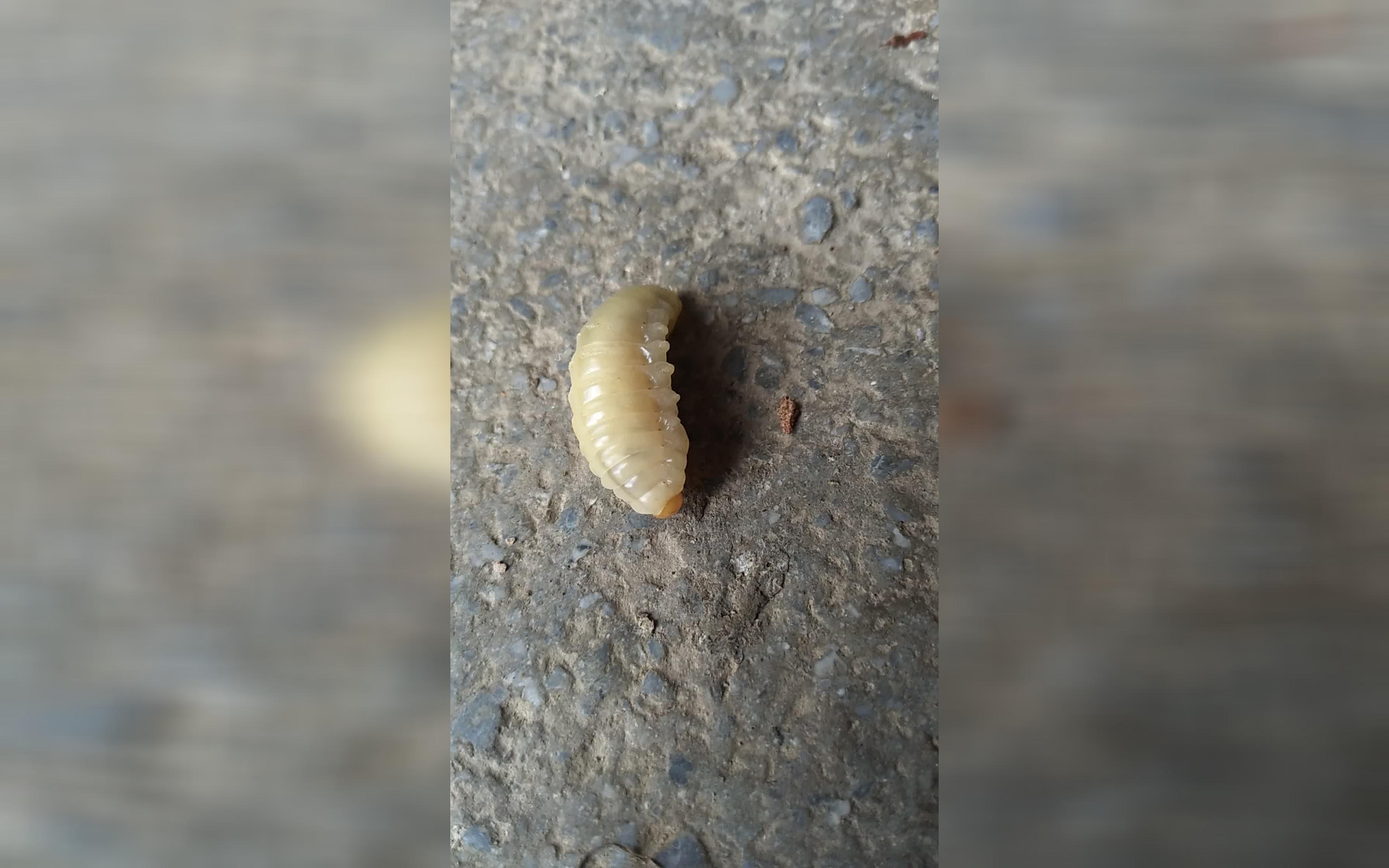 虫虫短视频·蜂虫