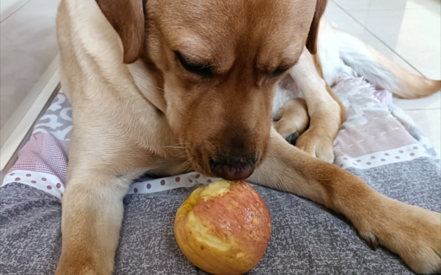 吃播来啦!——打小就爱吃大苹果的山东狗子
