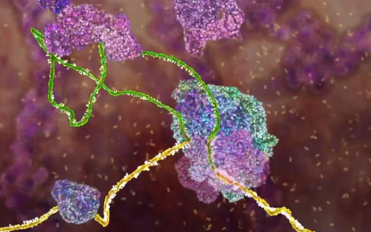 【分子生物学动画】RNA的剪接 RNA Splicing(中英双字幕)哔哩哔哩bilibili