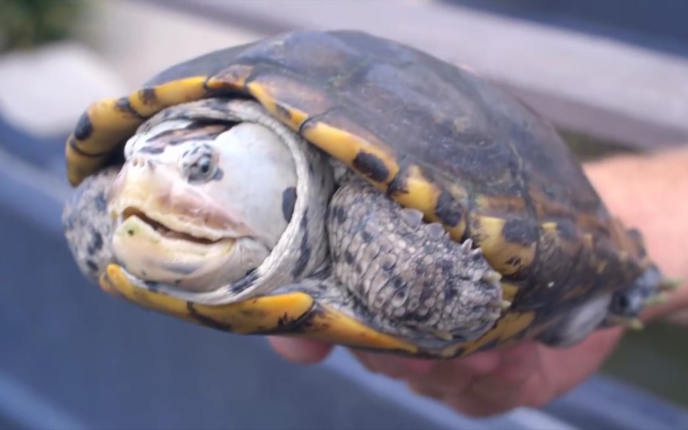 成体德州钻纹龟malaclemysterrapinlittoralis