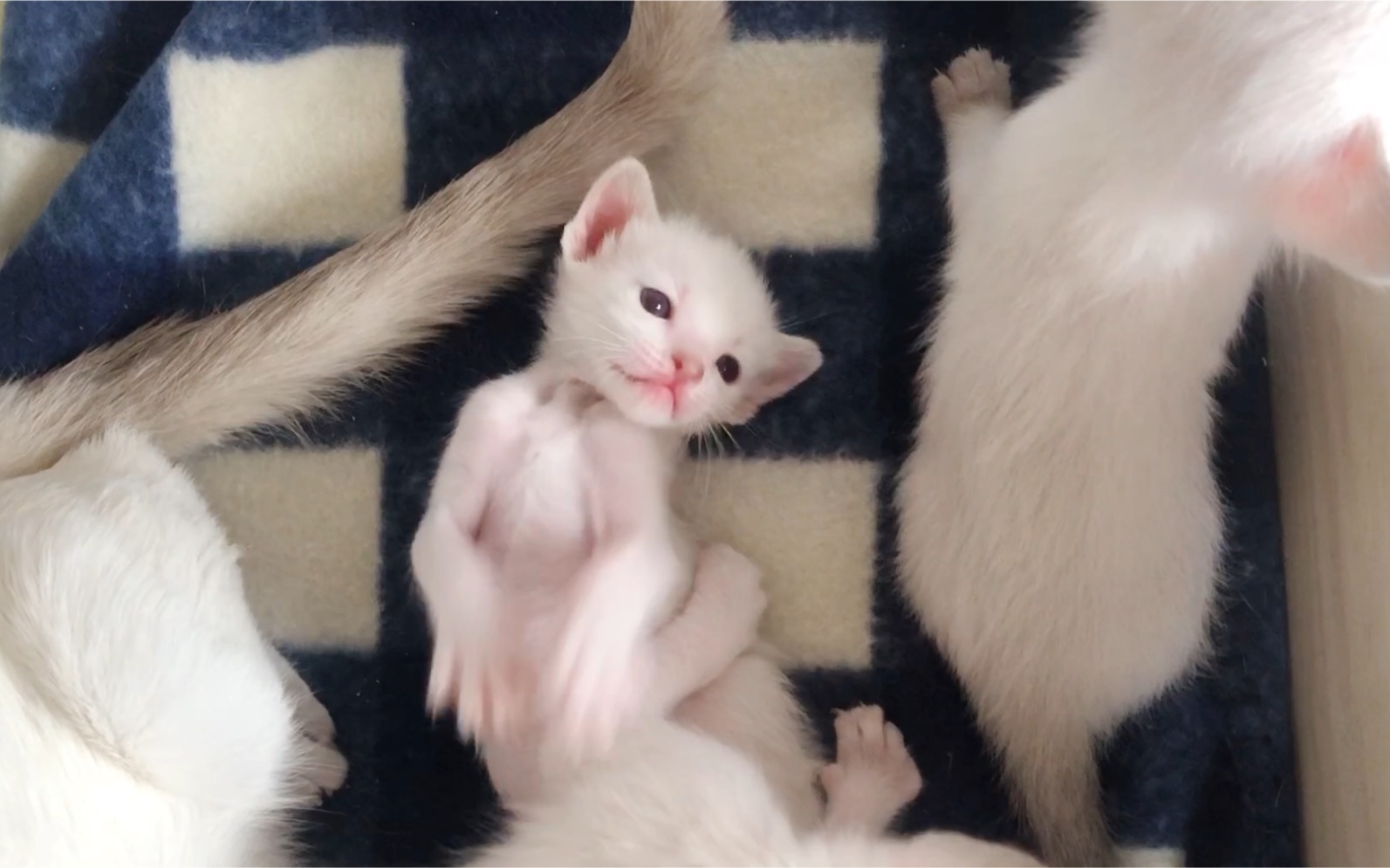 【暹罗猫成长记-19 days】粉粉的小奶猫皮上天了,窝里各种折腾太可爱