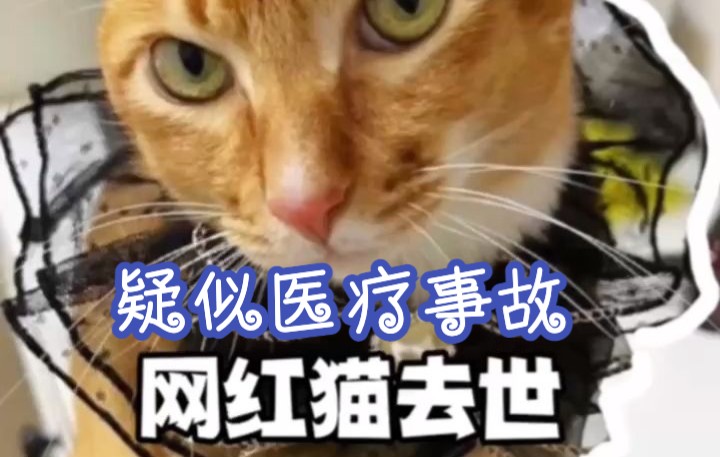 警惕!网红猫敦敦去世,疑似因医疗事故哔哩哔哩bilibili