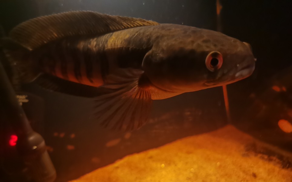 红帝王雷龙鱼日常①