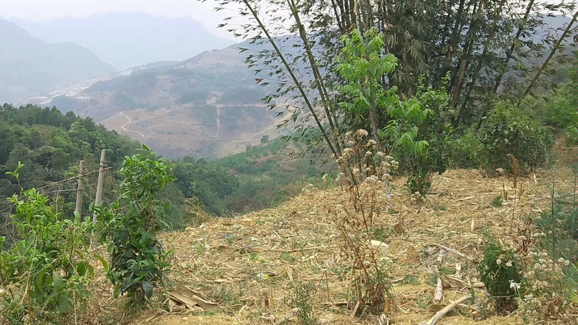 [图]风景美听到了什么叫，布谷鸟和