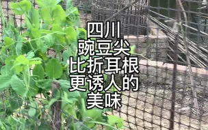 Download Video: 只有它可以打败西南神菜折耳根，一把豌豆尖，是乡愁和春天的味道