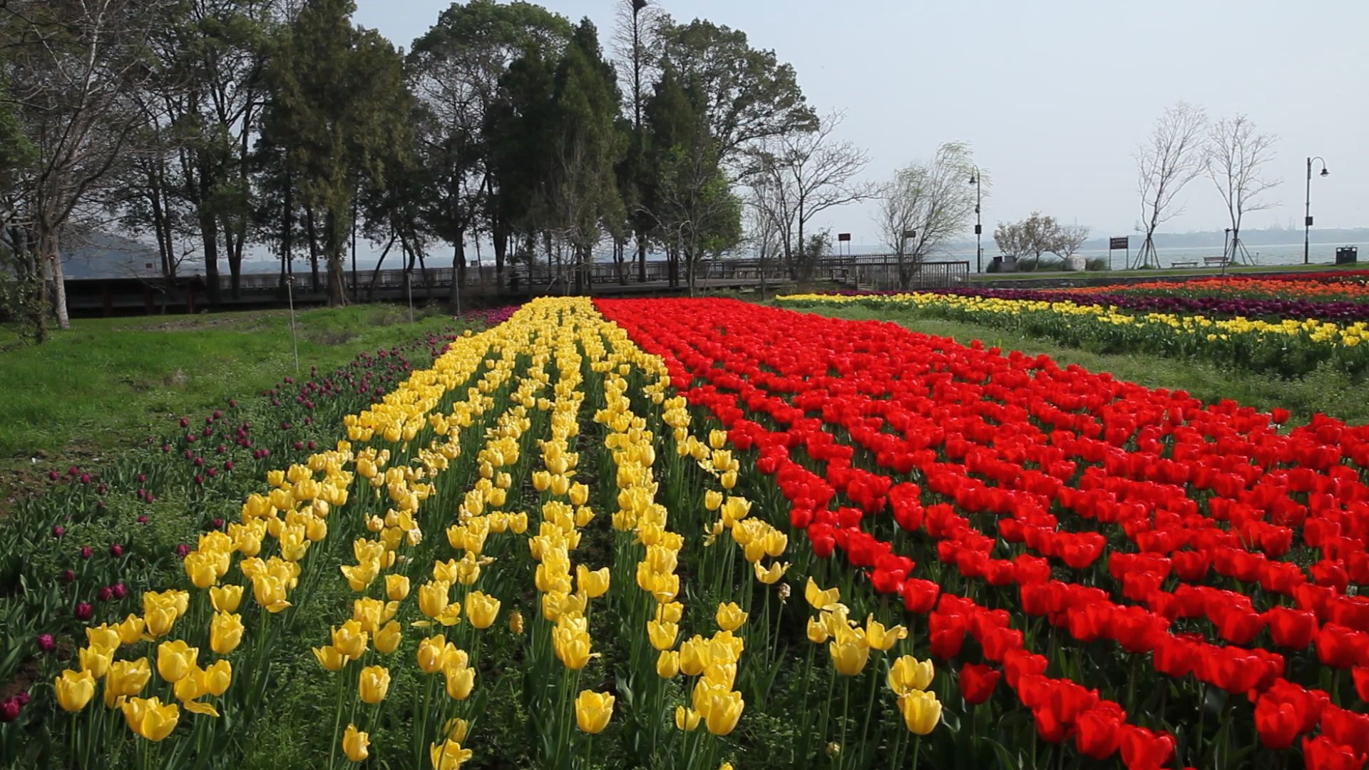 武汉植物园湖边郁金香