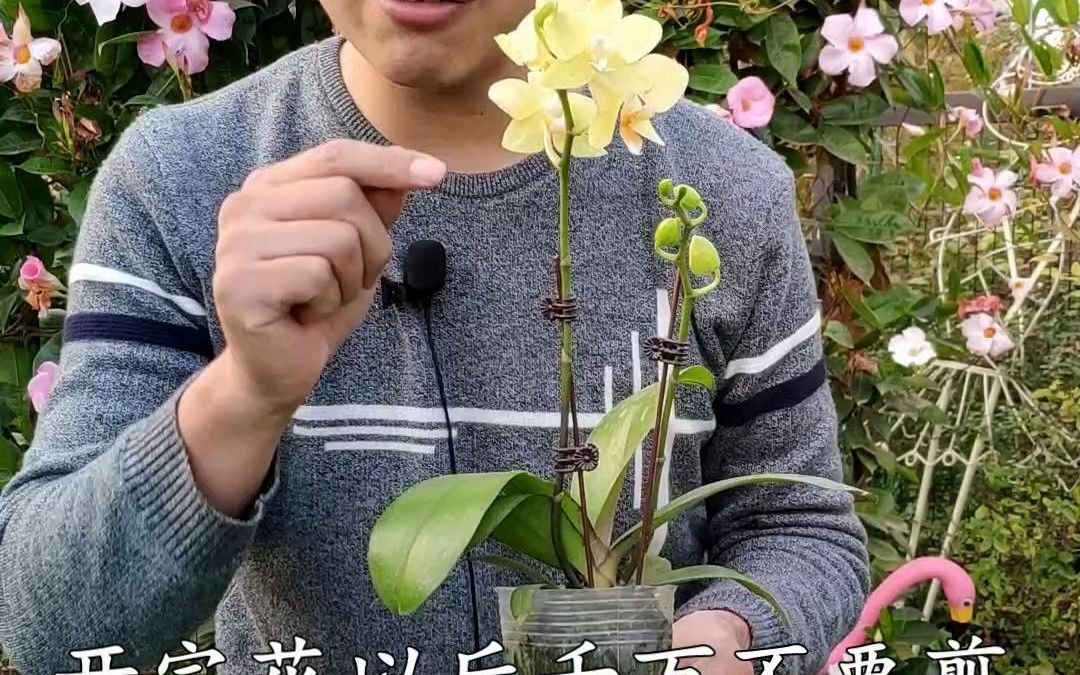 [图]蝴蝶兰开完花，千万不要修剪，教你如何让蝴蝶兰再次开花，方法很简单