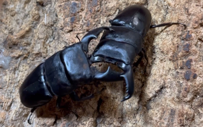 87mm东北苏拉威西巨扁复仇84mm马来巨扁_哔哩哔哩_bilibili