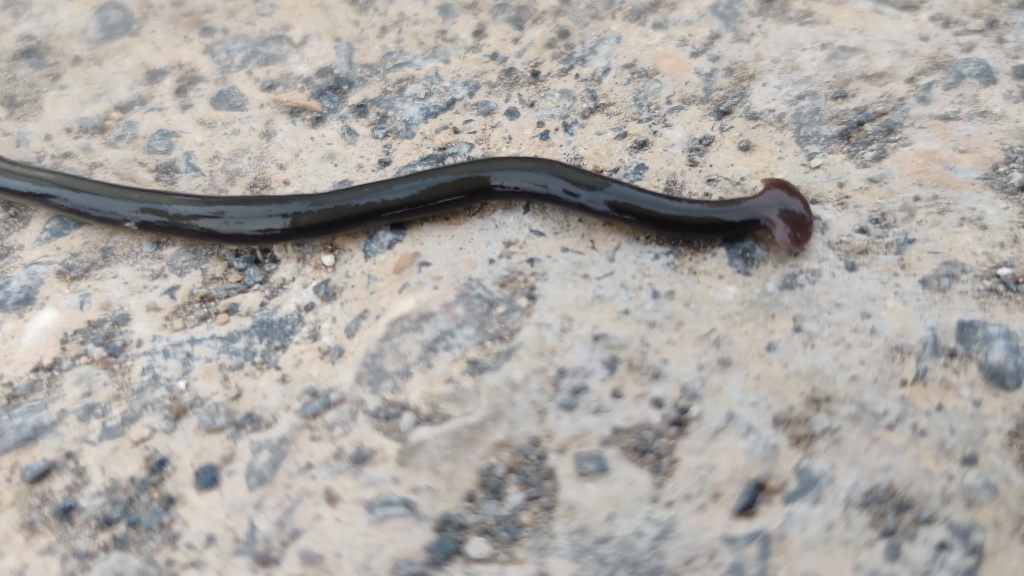 笄蛭(天蛇)_哔哩哔哩 (゜-゜)つロ 干杯~-bilibili