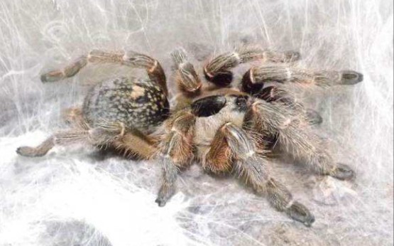 开箱乱哥家的hf巨人角巴布