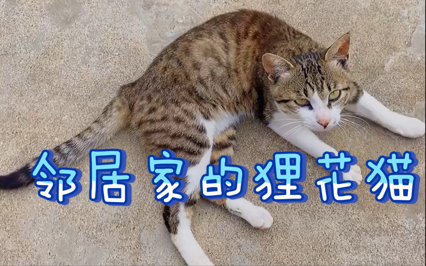 邻居家的猫赖上我家了,下大雨也不回家!_哔哩哔哩_bilibili
