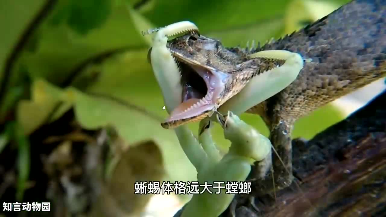 螳螂大战蜥蜴,蜥蜴空有大体格,螳螂发挥神勇,直接干掉蜥蜴!