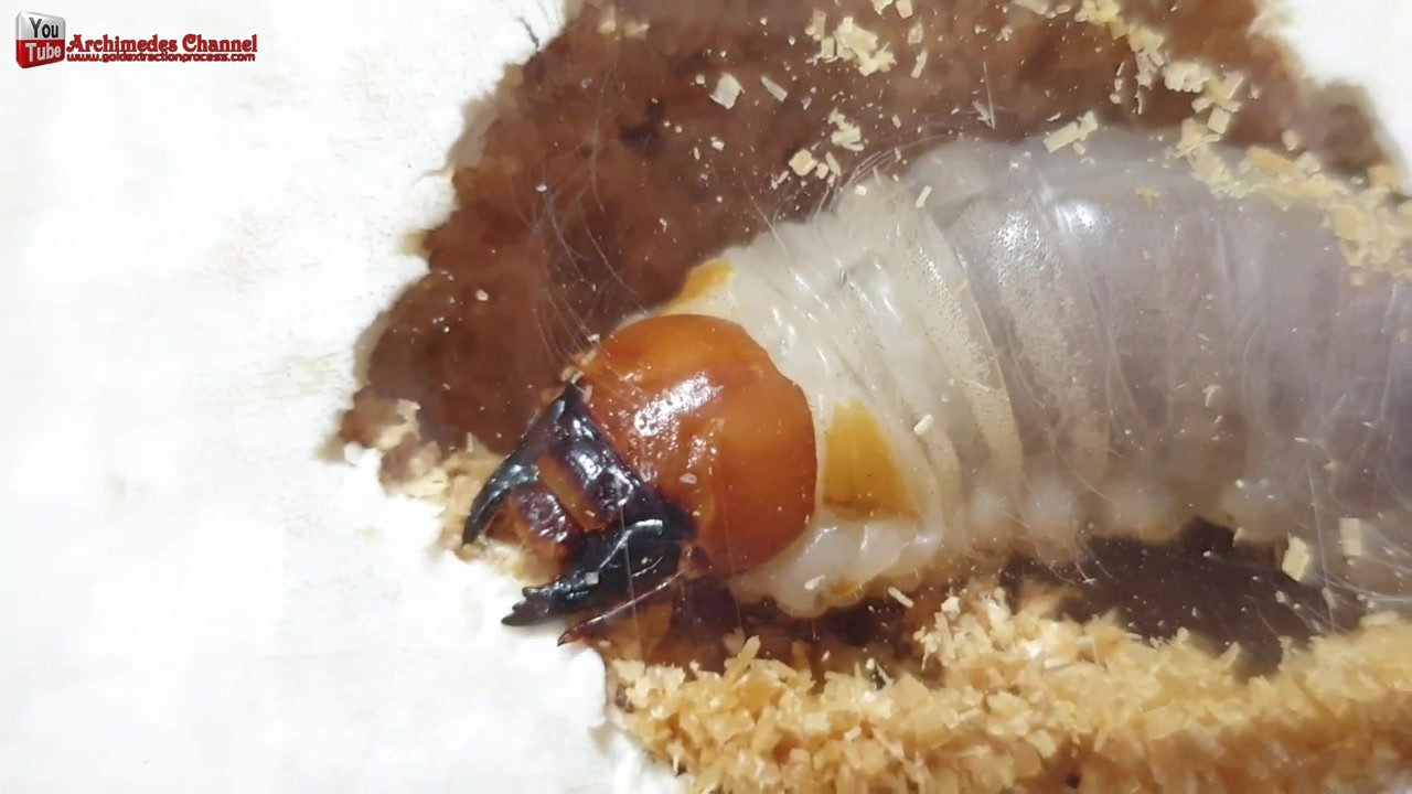 hercules beetle (dynastes hercules) is the most famous and the