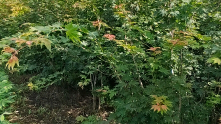 紫花槭:庭院绿化,杂木林首选