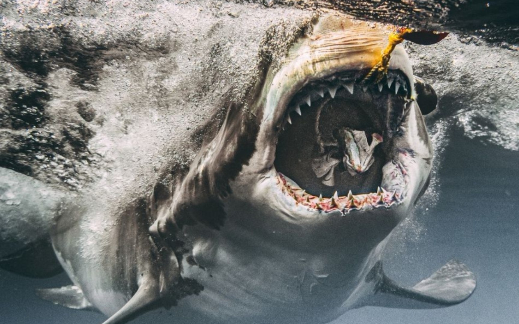 近距离感受来自大白鲨的震撼